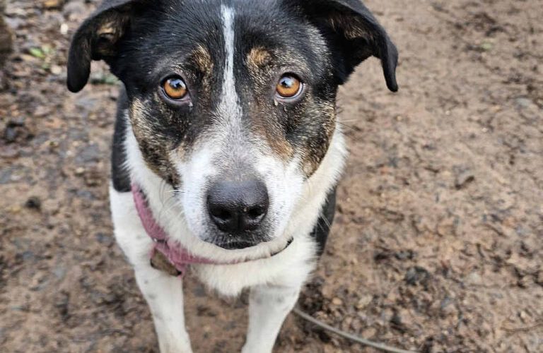 Daria-hunde-aus-dem-tierschutz-hunde-adoptieren-tierschutzverein-rhein-main-hunde-in-not-rhein-main-e.V.
