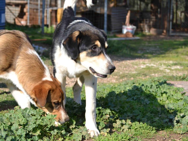 Dias-hunde-aus-dem-tierschutz-hunde-adoptieren-tierschutzverein-rhein-main-hunde-in-not-rhein-main-e.V.