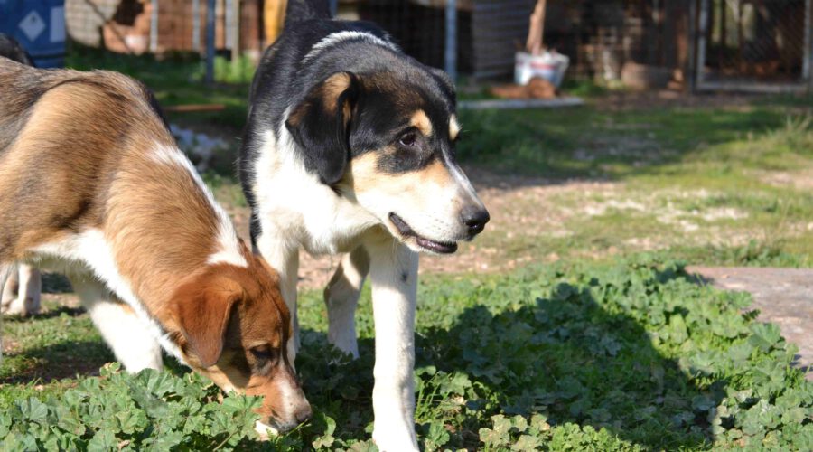 Dias-hunde-aus-dem-tierschutz-hunde-adoptieren-tierschutzverein-rhein-main-hunde-in-not-rhein-main-e.V.