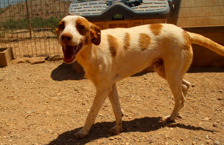 Odie-hunde-aus-dem-tierschutz-hunde-adoptieren-tierschutzverein-rhein-main-hunde-in-not-rhein-main-e.V.