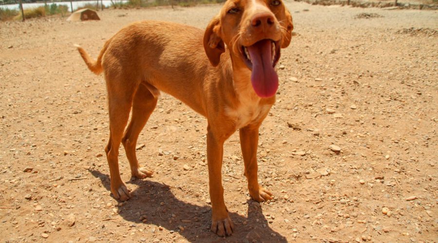 Enzo-hunde-aus-dem-tierschutz-hunde-adoptieren-tierschutzverein-rhein-main-hunde-in-not-rhein-main-e.V.