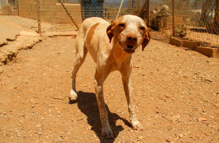 Sasha-hunde-aus-dem-tierschutz-hunde-adoptieren-tierschutzverein-rhein-main-hunde-in-not-rhein-main-e.V.