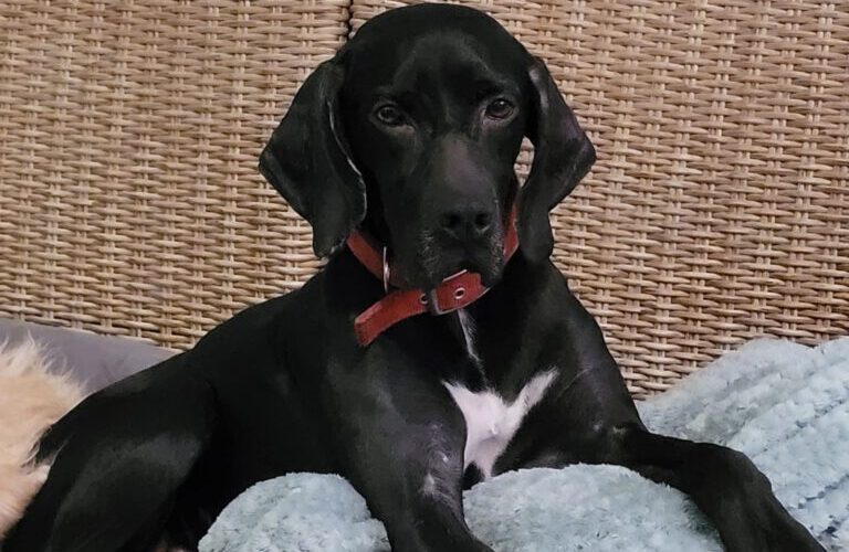 Lila-hunde-aus-dem-tierschutz-hunde-adoptieren-tierschutzverein-rhein-main-hunde-in-not-rhein-main-e.V.