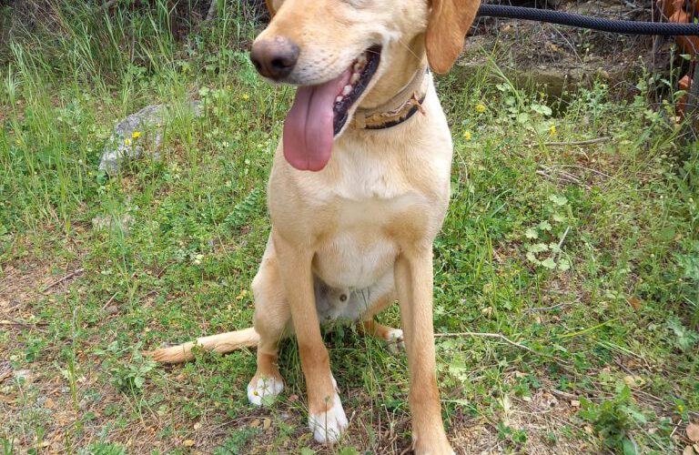 Yacco-hunde-aus-dem-tierschutz-hunde-adoptieren-tierschutzverein-rhein-main-hunde-in-not-rhein-main-e.V.