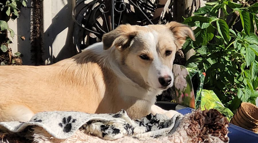 Henrietta-hunde-aus-dem-tierschutz-hunde-adoptieren-tierschutzverein-rhein-main-hunde-in-not-rhein-main-e.V.