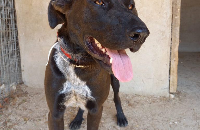 Kosta-hunde-aus-dem-tierschutz-hunde-adoptieren-tierschutzverein-rhein-main-hunde-in-not-rhein-main-e.V.