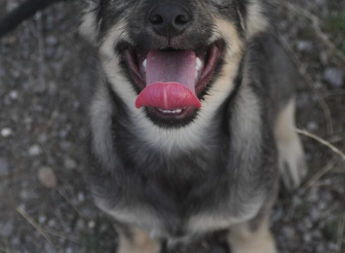 Gin-hunde-aus-dem-tierschutz-hunde-adoptieren-tierschutzverein-rhein-main-hunde-in-not-rhein-main-e.V.