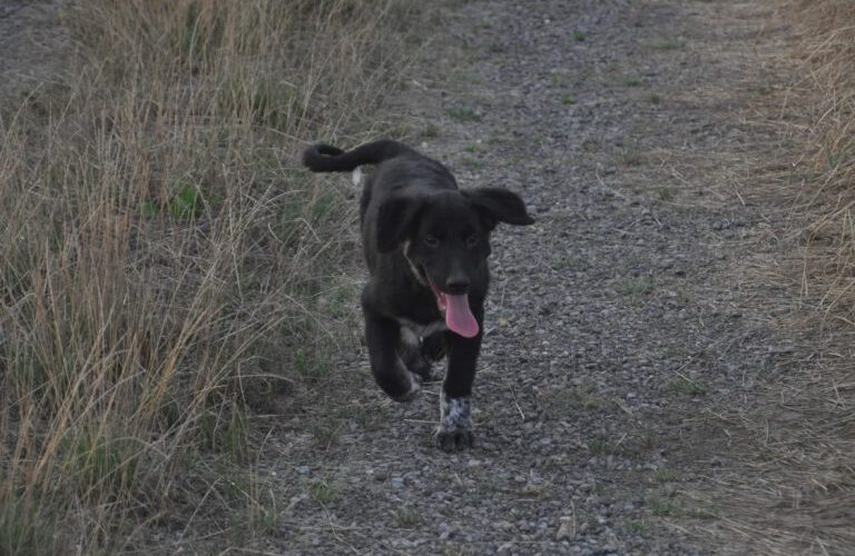 balu-hunde-aus-dem-tierschutz-hunde-adoptieren-tierschutzverein-rhein-main-hunde-in-not-rhein-main-e.V.