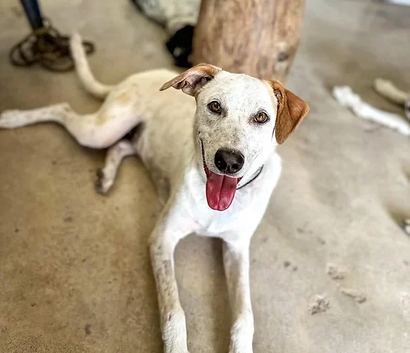 Jayjay-hunde-aus-dem-tierschutz-hunde-adoptieren-tierschutzverein-rhein-main-hunde-in-not-rhein-main-e.V.