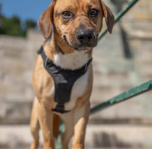 Orion-hunde-aus-dem-tierschutz-hunde-adoptieren-tierschutzverein-rhein-main-hunde-in-not-rhein-main-e.V.