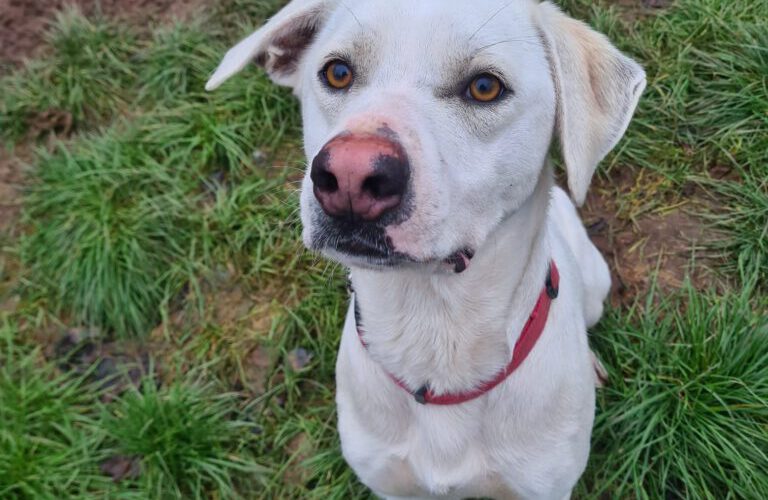 Aron-hunde-aus-dem-tierschutz-hunde-adoptieren-tierschutzverein-rhein-main-hunde-in-not-rhein-main-e.V.