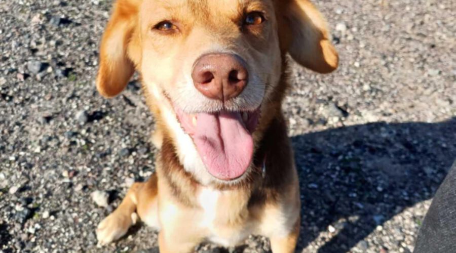 lacta-hunde-aus-dem-tierschutz-hunde-adoptieren-tierschutzverein-rhein-main-hunde-in-not-rhein-main-e.V.