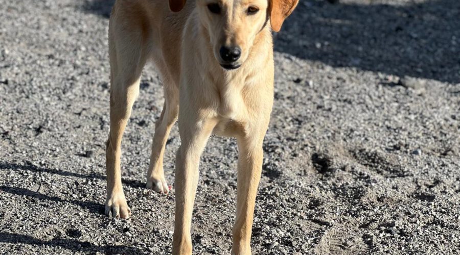 linos-hunde-aus-dem-tierschutz-hunde-adoptieren-tierschutzverein-rhein-main-hunde-in-not-rhein-main-e.V.