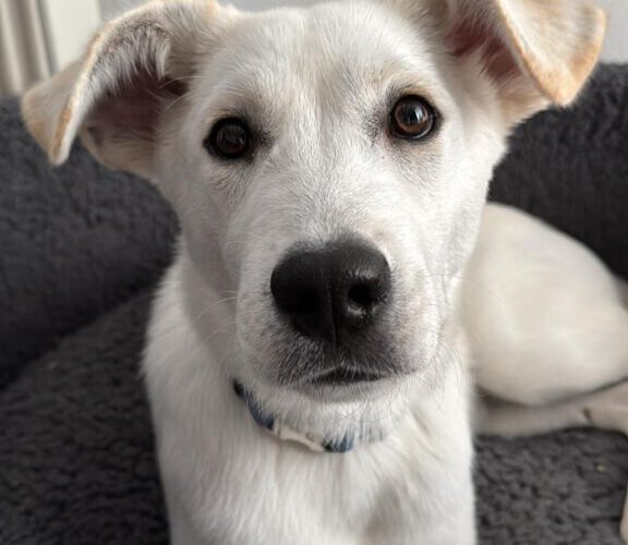 Harry-hunde-aus-dem-tierschutz-hunde-adoptieren-tierschutzverein-rhein-main-hunde-in-not-rhein-main-e.V.