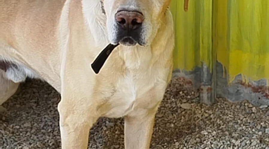 Margas-hunde-aus-dem-tierschutz-hunde-adoptieren-tierschutzverein-rhein-main-hunde-in-not-rhein-main-e.V.