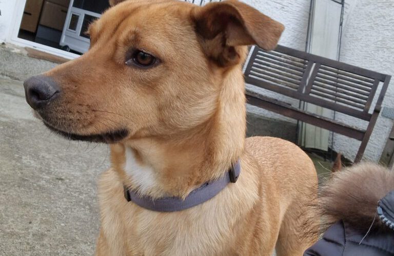 Lelos-hunde-aus-dem-tierschutz-hunde-adoptieren-tierschutzverein-rhein-main-hunde-in-not-rhein-main-e.V.