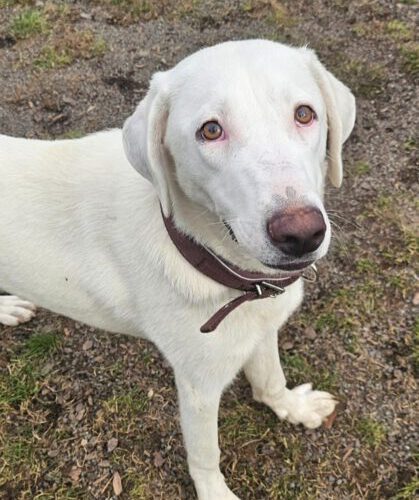 Machi-hunde-aus-dem-tierschutz-hunde-adoptieren-tierschutzverein-rhein-main-hunde-in-not-rhein-main-e.V.