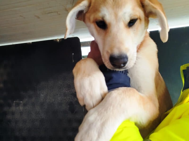 Ouzo-hunde-aus-dem-tierschutz-hunde-adoptieren-tierschutzverein-rhein-main-hunde-in-not-rhein-main-e.V.