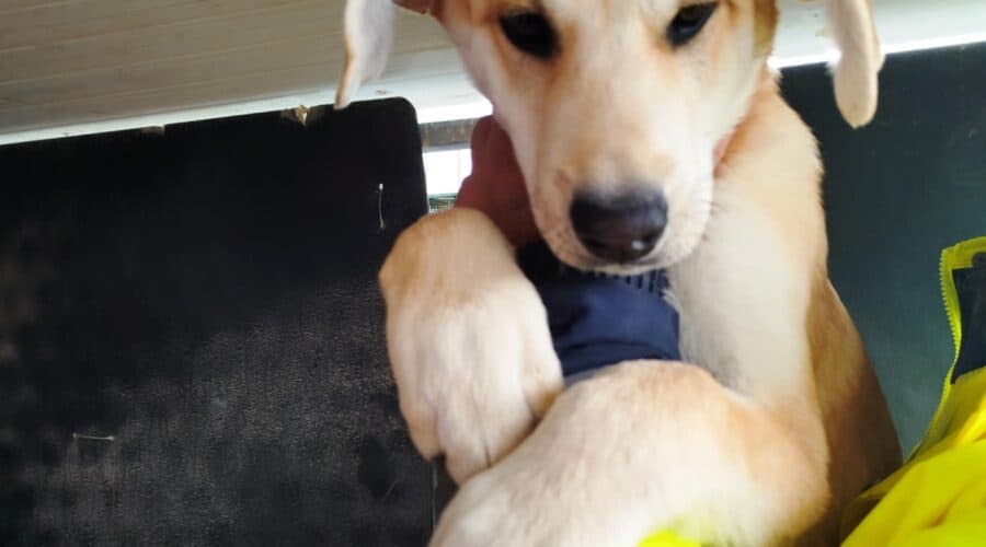 Ouzo-hunde-aus-dem-tierschutz-hunde-adoptieren-tierschutzverein-rhein-main-hunde-in-not-rhein-main-e.V.