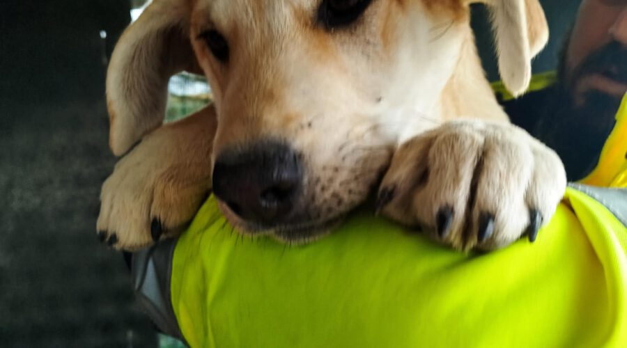 Ouzo-hunde-aus-dem-tierschutz-hunde-adoptieren-tierschutzverein-rhein-main-hunde-in-not-rhein-main-e.V.