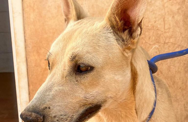 Rudolf-hunde-aus-dem-tierschutz-hunde-adoptieren-tierschutzverein-rhein-main-hunde-in-not-rhein-main-e.V.
