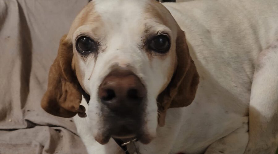 amelia-hunde-aus-dem-tierschutz-hunde-adoptieren-tierschutzverein-rhein-main-hunde-in-not-rhein-main-e.V.