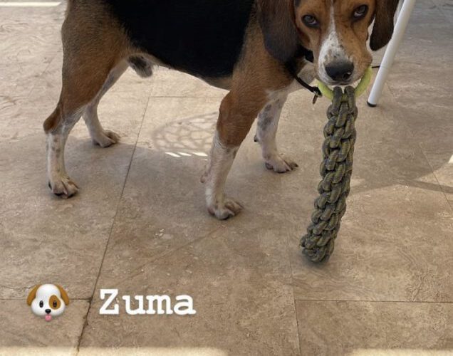Zuma-hunde-aus-dem-tierschutz-hunde-adoptieren-tierschutzverein-rhein-main-hunde-in-not-rhein-main-e.V.