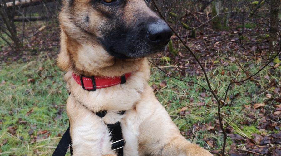 Liza-hunde-aus-dem-tierschutz-hunde-adoptieren-tierschutzverein-rhein-main-hunde-in-not-rhein-main-e.V.
