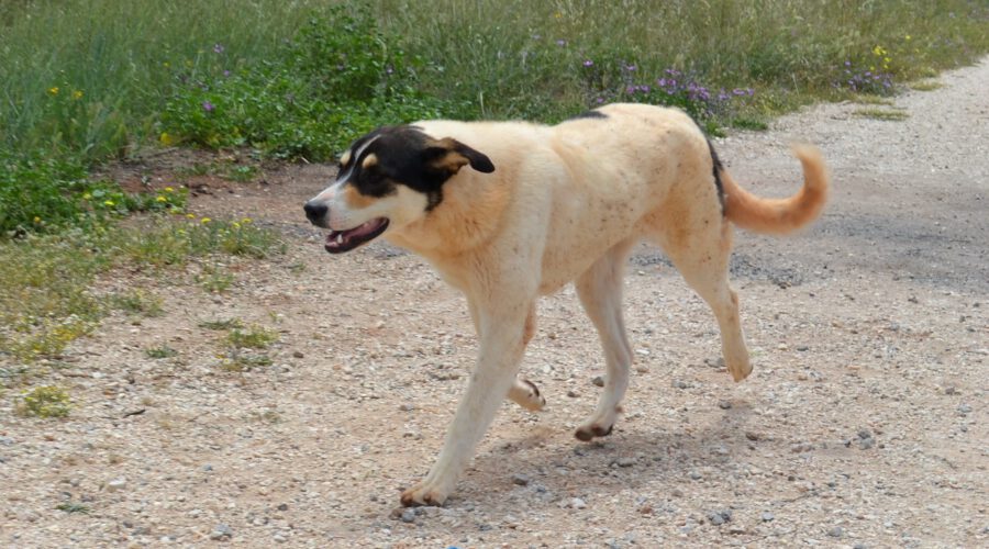zina-hunde-aus-dem-tierschutz-hunde-adoptieren-tierschutzverein-rhein-main-hunde-in-not-rhein-main-e.V.