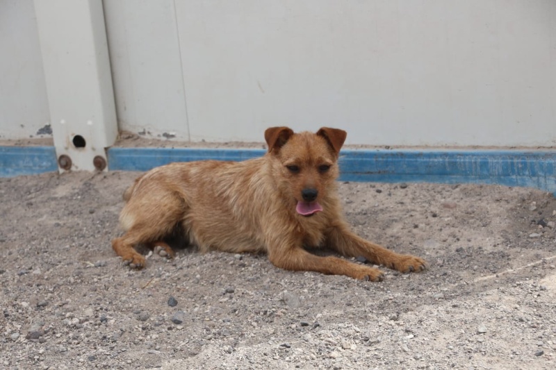 Barbara-hunde-aus-dem-tierschutz-hunde-adoptieren-tierschutzverein-rhein-main-hunde-in-not-rhein-main-e.V.