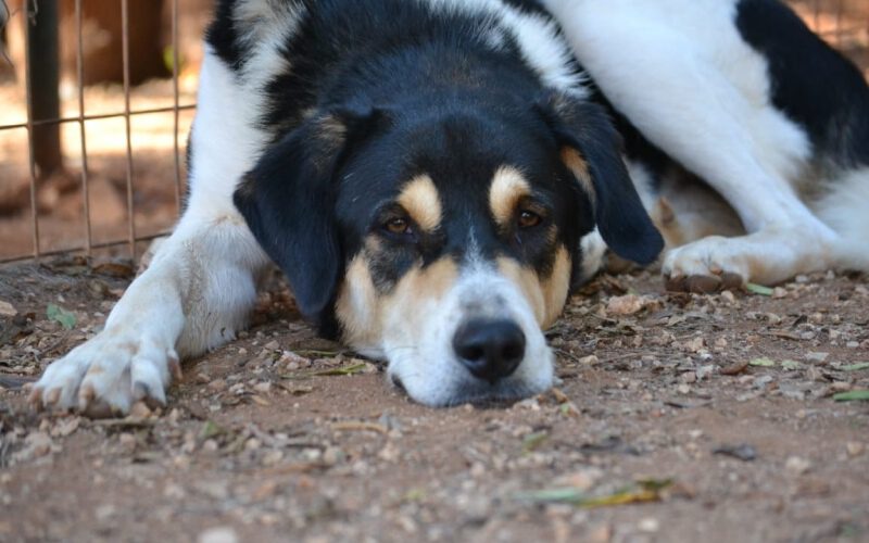 Dias-hunde-aus-dem-tierschutz-hunde-adoptieren-tierschutzverein-rhein-main-hunde-in-not-rhein-main-e.V.