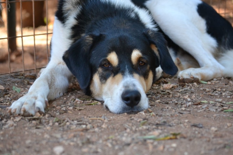 Dias-hunde-aus-dem-tierschutz-hunde-adoptieren-tierschutzverein-rhein-main-hunde-in-not-rhein-main-e.V.