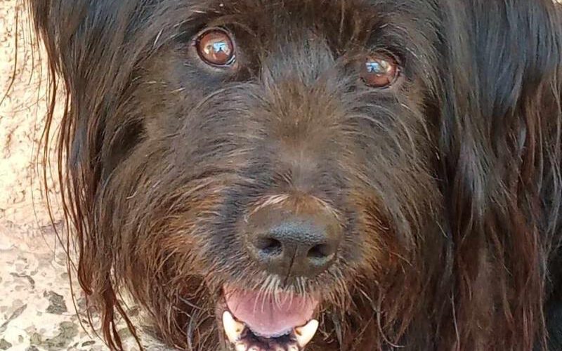Findus-hunde-aus-dem-tierschutz-hunde-adoptieren-tierschutzverein-rhein-main-hunde-in-not-rhein-main-e.V.