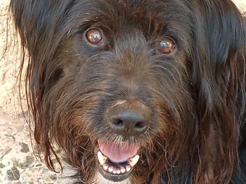 Findus-hunde-aus-dem-tierschutz-hunde-adoptieren-tierschutzverein-rhein-main-hunde-in-not-rhein-main-e.V.
