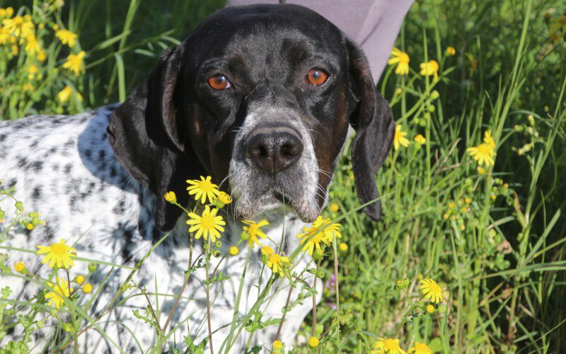 Klara-hunde-aus-dem-tierschutz-hunde-adoptieren-tierschutzverein-rhein-main-hunde-in-not-rhein-main-e.V.