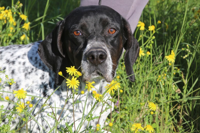 Klara-hunde-aus-dem-tierschutz-hunde-adoptieren-tierschutzverein-rhein-main-hunde-in-not-rhein-main-e.V.