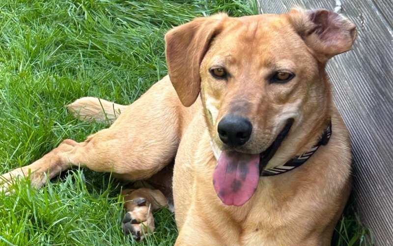 Lancelot-hunde-aus-dem-tierschutz-hunde-adoptieren-tierschutzverein-rhein-main-hunde-in-not-rhein-main-e.V.