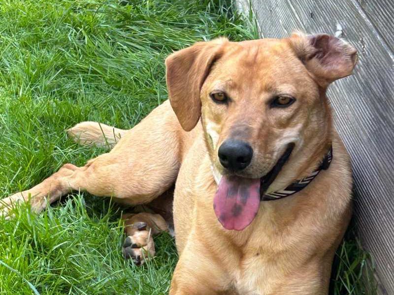 Lancelot-hunde-aus-dem-tierschutz-hunde-adoptieren-tierschutzverein-rhein-main-hunde-in-not-rhein-main-e.V.