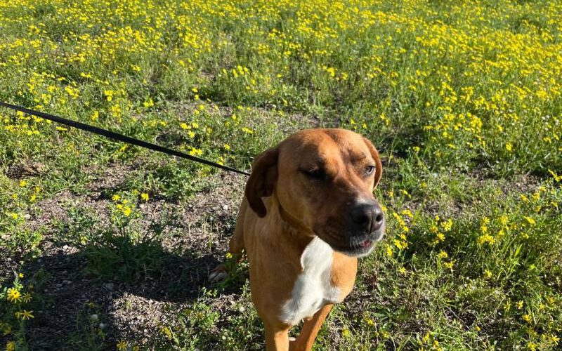 Liza-hunde-aus-dem-tierschutz-hunde-adoptieren-tierschutzverein-rhein-main-hunde-in-not-rhein-main-e.V.