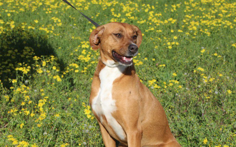 Liza-hunde-aus-dem-tierschutz-hunde-adoptieren-tierschutzverein-rhein-main-hunde-in-not-rhein-main-e.V.