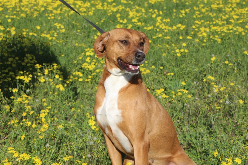 Liza-hunde-aus-dem-tierschutz-hunde-adoptieren-tierschutzverein-rhein-main-hunde-in-not-rhein-main-e.V.