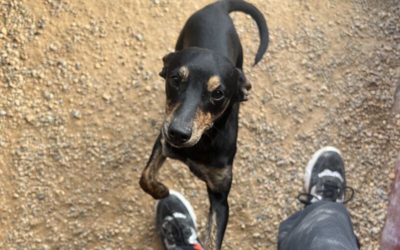 Lucky-hunde-aus-dem-tierschutz-hunde-adoptieren-tierschutzverein-rhein-main-hunde-in-not-rhein-main-e.V.