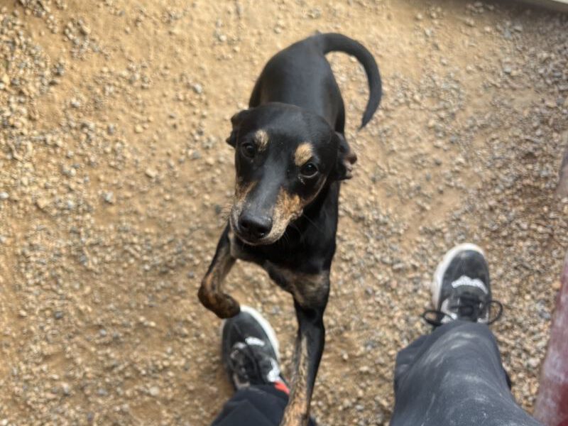 Lucky-hunde-aus-dem-tierschutz-hunde-adoptieren-tierschutzverein-rhein-main-hunde-in-not-rhein-main-e.V.