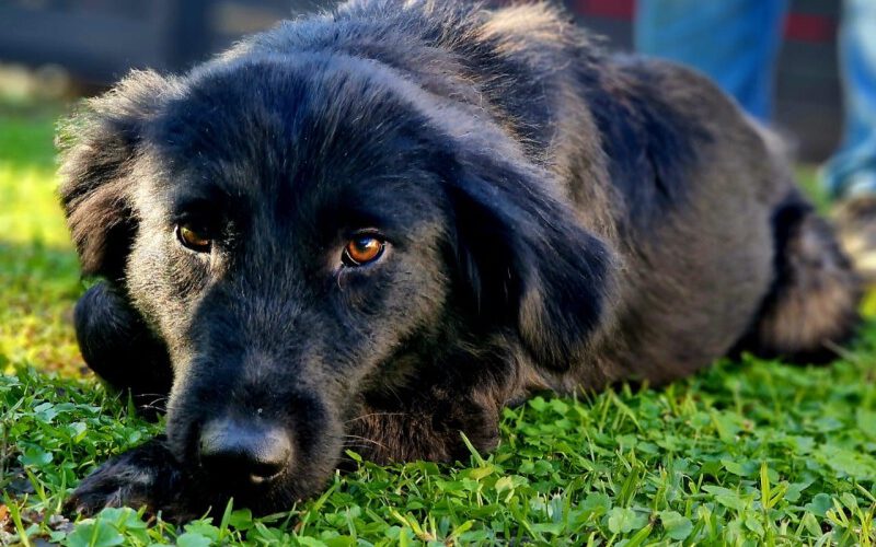Mina--hunde-aus-dem-tierschutz-hunde-adoptieren-tierschutzverein-rhein-main-hunde-in-not-rhein-main-e.V.