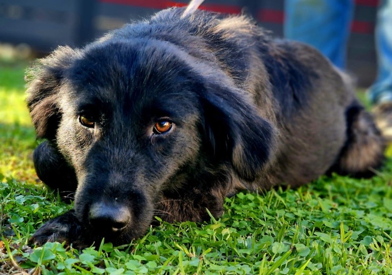 Mina--hunde-aus-dem-tierschutz-hunde-adoptieren-tierschutzverein-rhein-main-hunde-in-not-rhein-main-e.V.