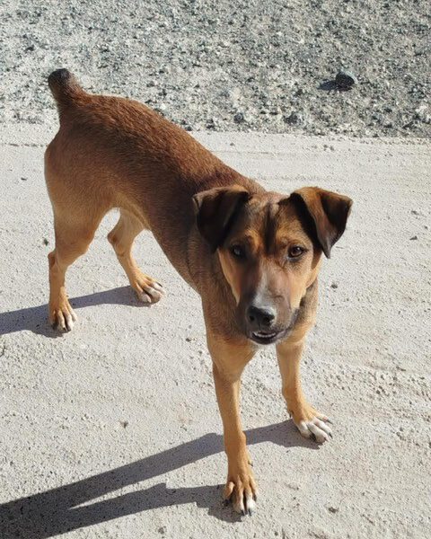 Nontas-hunde-aus-dem-tierschutz-hunde-adoptieren-tierschutzverein-rhein-main-hunde-in-not-rhein-main-e.V.