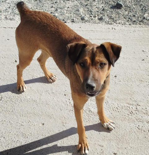 Nontas-hunde-aus-dem-tierschutz-hunde-adoptieren-tierschutzverein-rhein-main-hunde-in-not-rhein-main-e.V.