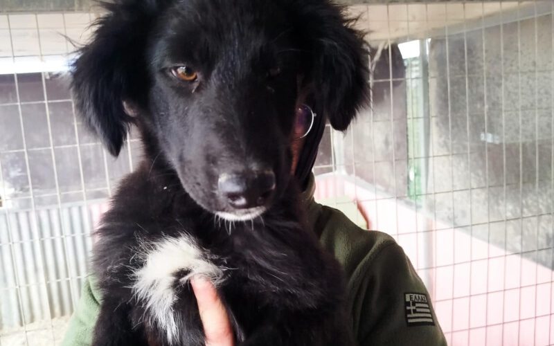 Ohio-hunde-aus-dem-tierschutz-hunde-adoptieren-tierschutzverein-rhein-main-hunde-in-not-rhein-main-e.V.