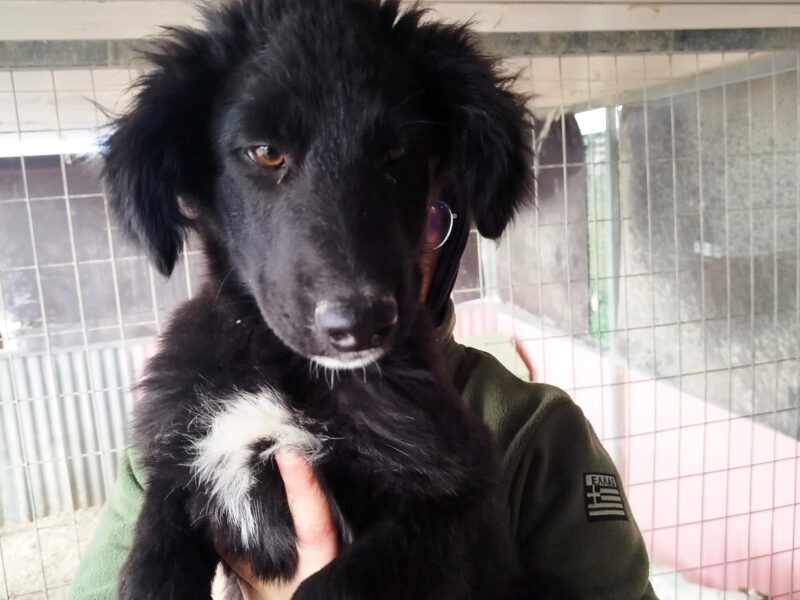 Ohio-hunde-aus-dem-tierschutz-hunde-adoptieren-tierschutzverein-rhein-main-hunde-in-not-rhein-main-e.V.