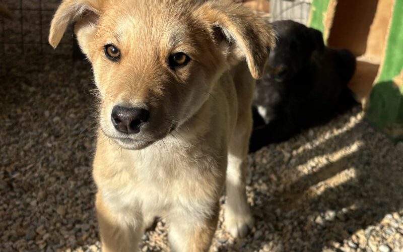 Orion-I-hunde-aus-dem-tierschutz-hunde-adoptieren-tierschutzverein-rhein-main-hunde-in-not-rhein-main-e.V.
